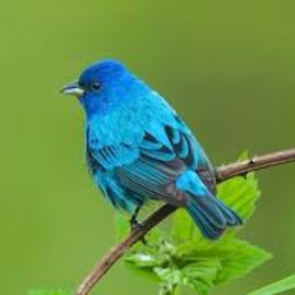 Meet Your Posher! - Picture 1 of 1